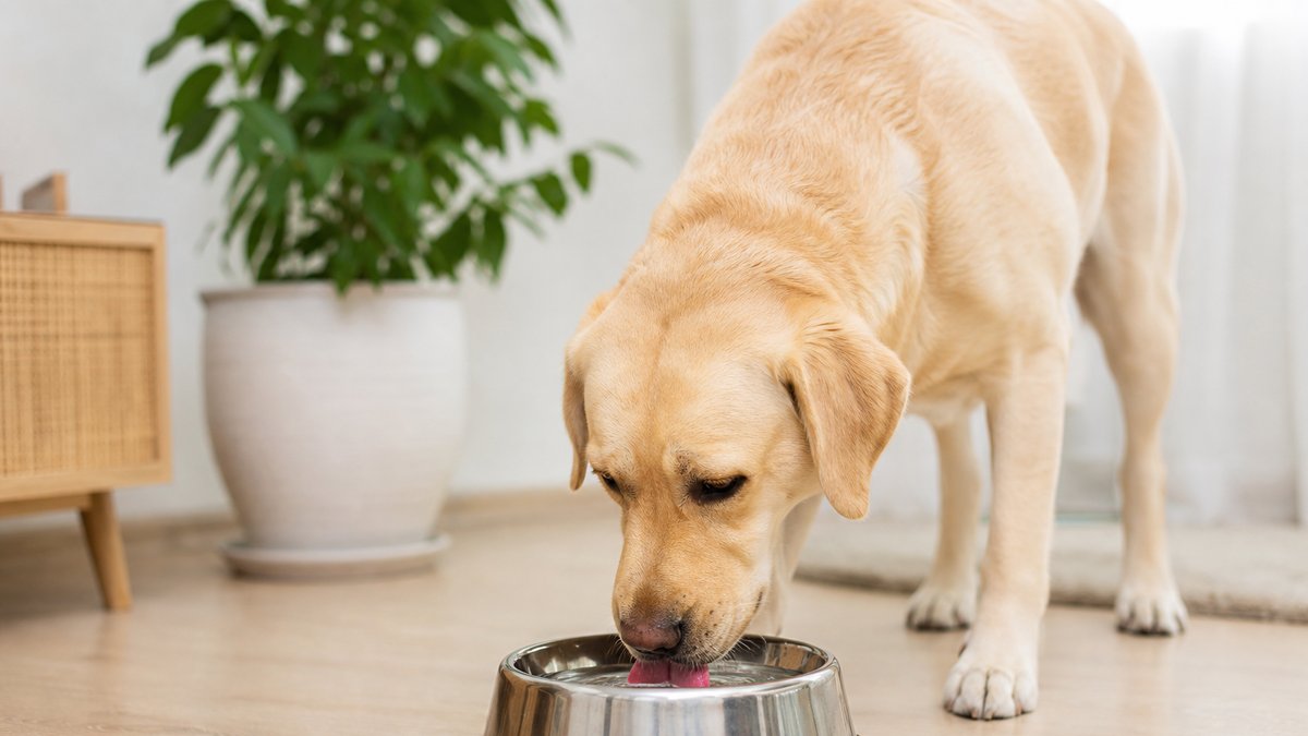 Dog Drinking Too Much Water? Health Risks & What to Do