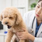 Health Alert: Dog Coughing Causes & When to See a Vet