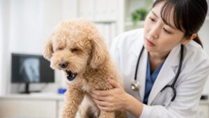 Health Alert: Dog Coughing Causes & When to See a Vet