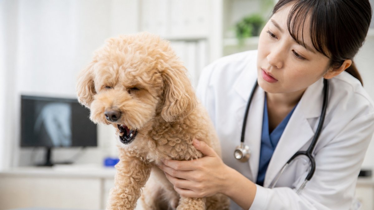 Health Alert: Dog Coughing Causes & When to See a Vet