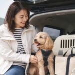 11 Lifestyle Traveling With a Dog Tips for Stress‑Free Trips