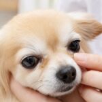 Dog Eye Discharge Causes: 7 Health Problems to Know