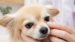 Dog Eye Discharge Causes: 7 Health Problems to Know