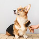 7 Dog Skin Problems Types & Health Warning Signs