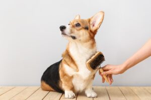 7 Dog Skin Problems Types & Health Warning Signs