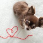 11 Lifestyle Cutest Dog Breeds for Cozy Home Life