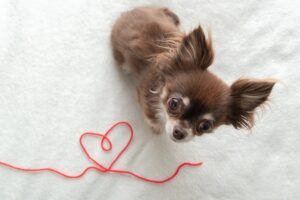 11 Lifestyle Cutest Dog Breeds for Cozy Home Life