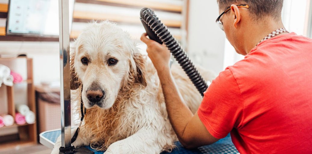 Health Dog Grooming Mistakes to Avoid Long‑Term
