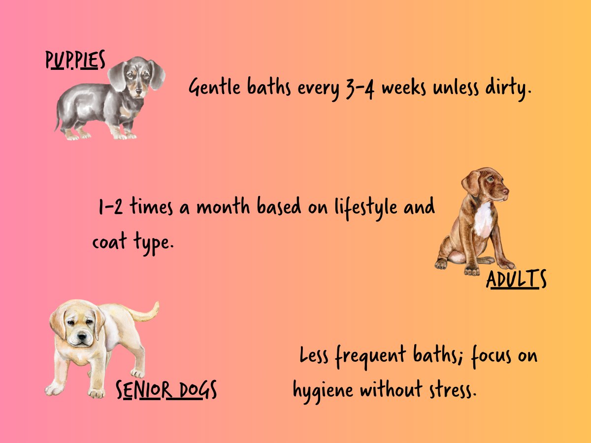 How Often Dogs Really Need a Bath