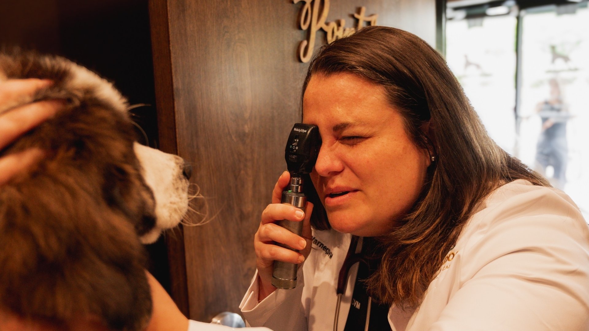 Set Your Dog Up for Success Before Grooming
