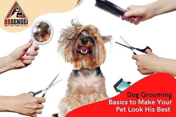 Lifestyle Dog Grooming Tools Basics