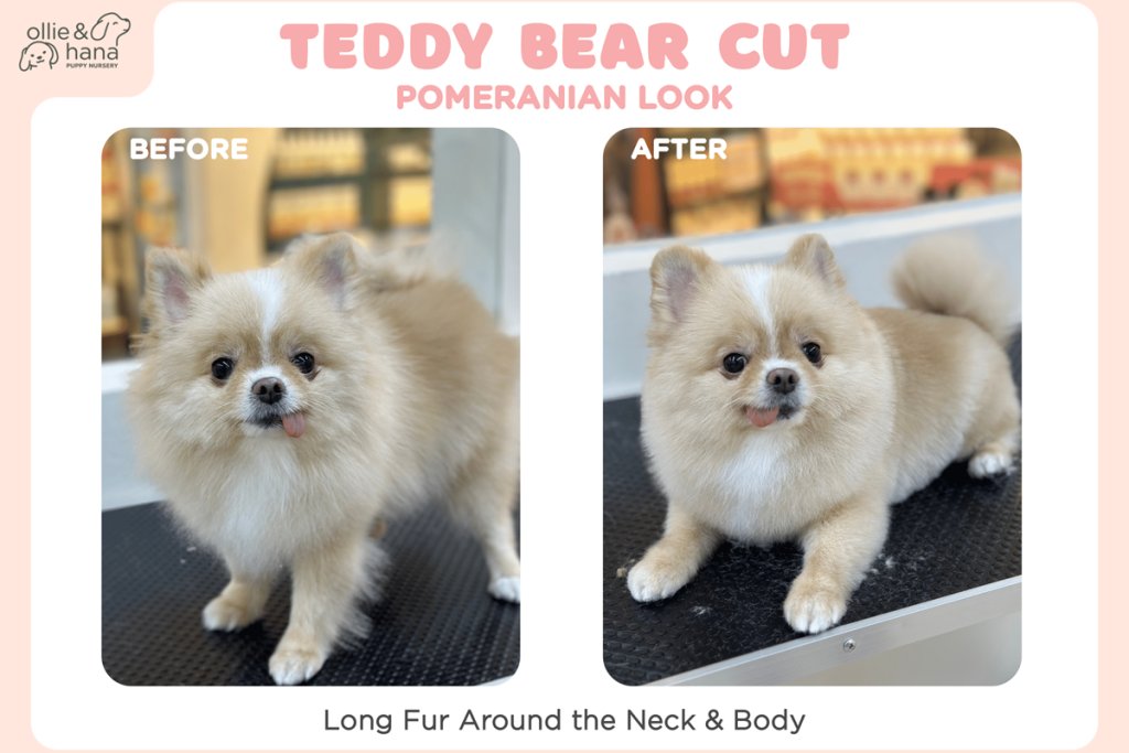 2. Teddy Bear Cut: Cute and Cuddly Look