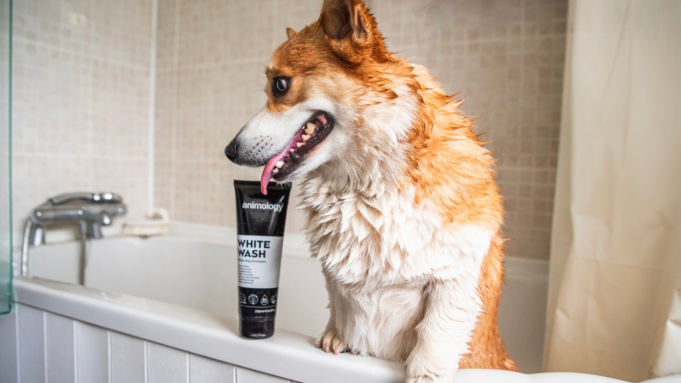 Step 3: Bathing Your Dog Safely