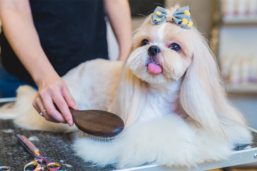 6. Modern or Asian Fusion Pet Styles