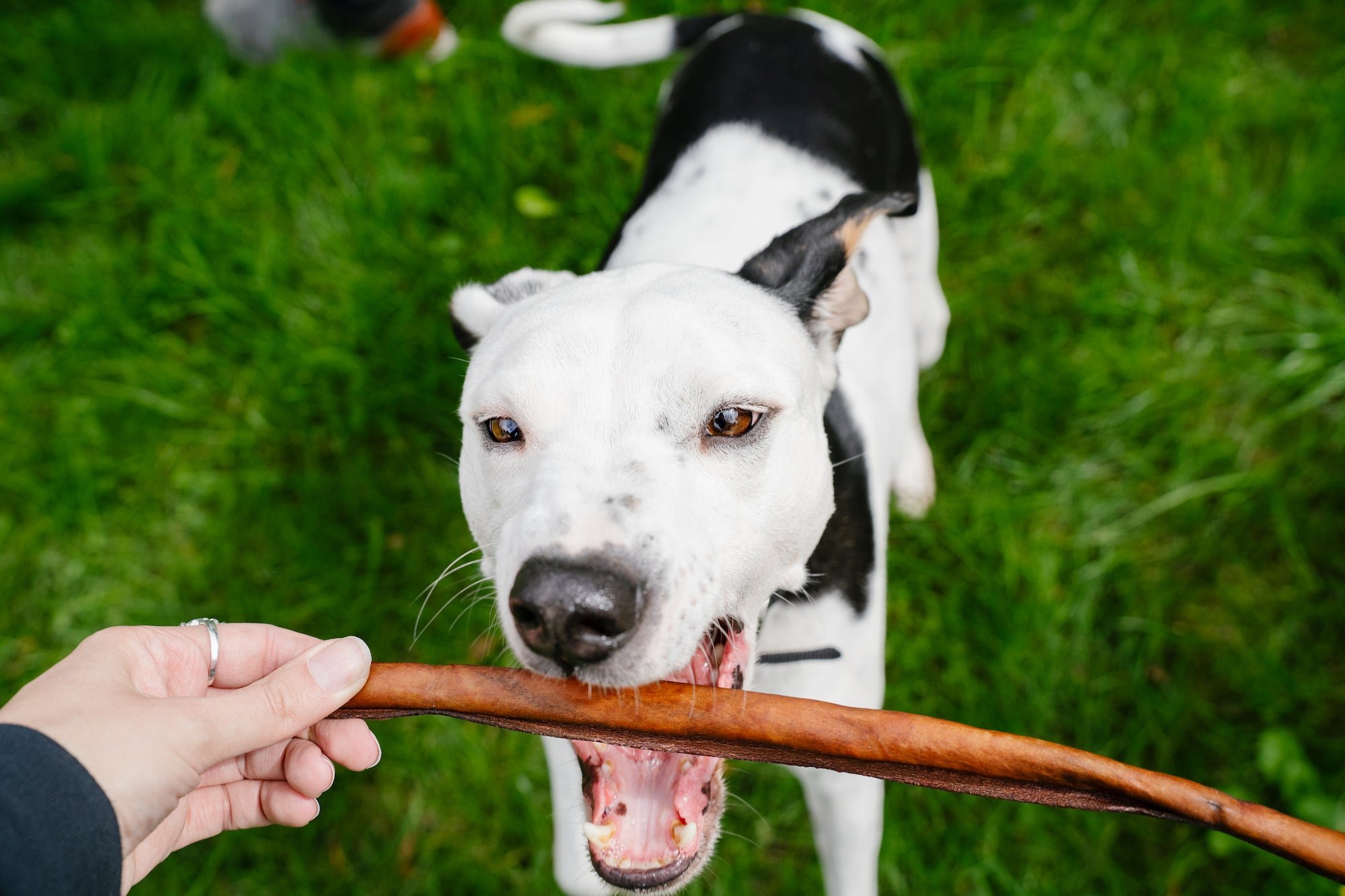Tip 9: Don’t forget the paws