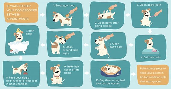 Tip 10: Diet and coat condition