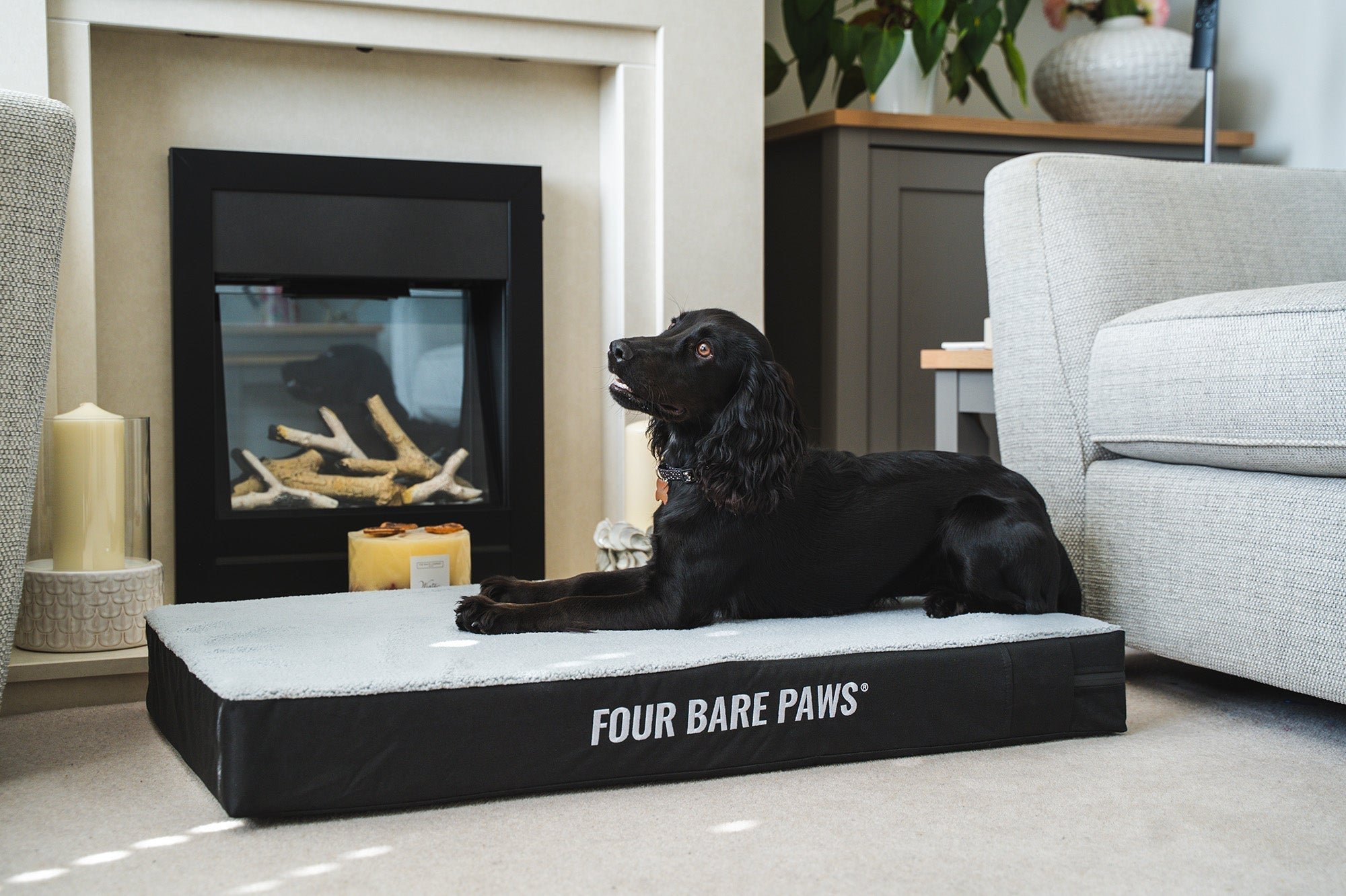 How to Cut Dog Hair at Home for Beginners