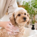 Lifestyle Guide: How Often to Bathe a Dog (By Coat & Routine)