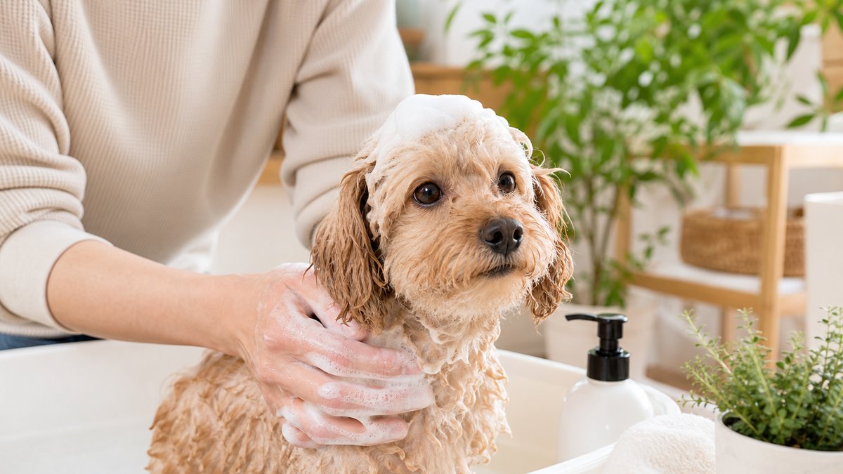 Lifestyle Guide: How Often to Bathe a Dog (By Coat & Routine)